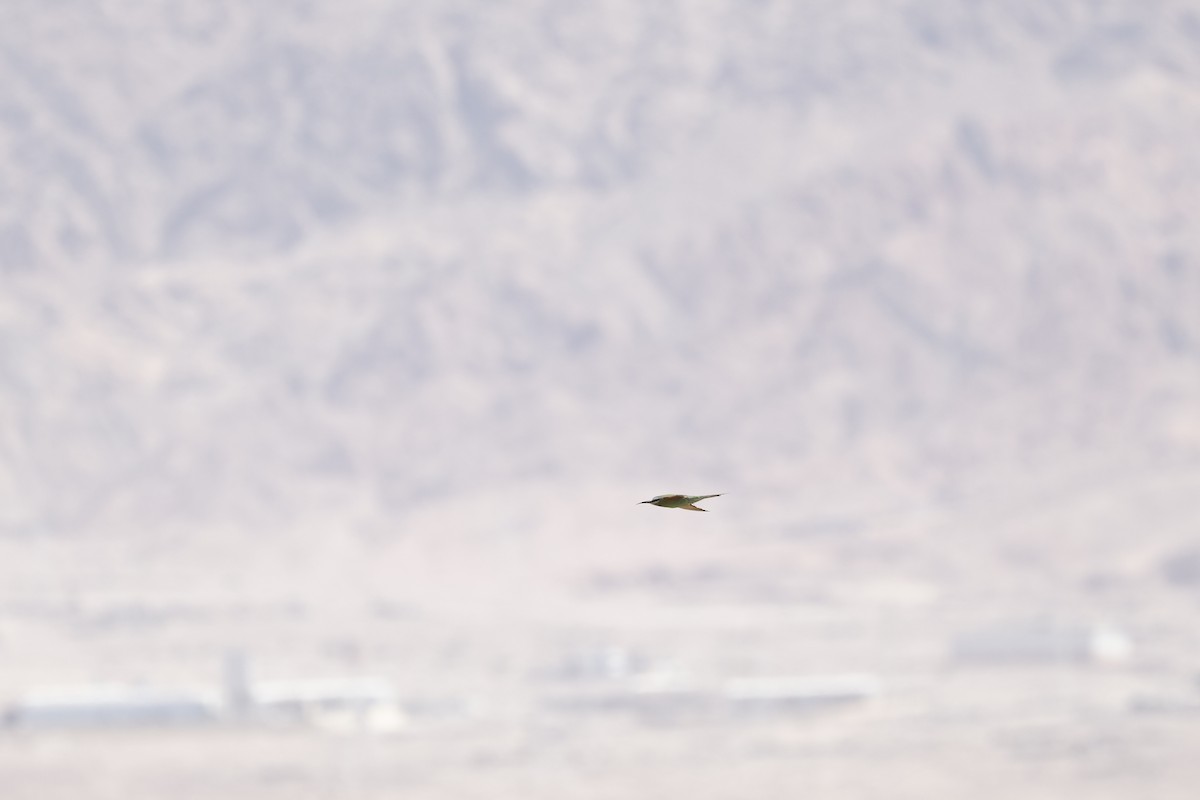 Blue-cheeked Bee-eater - ML646189348