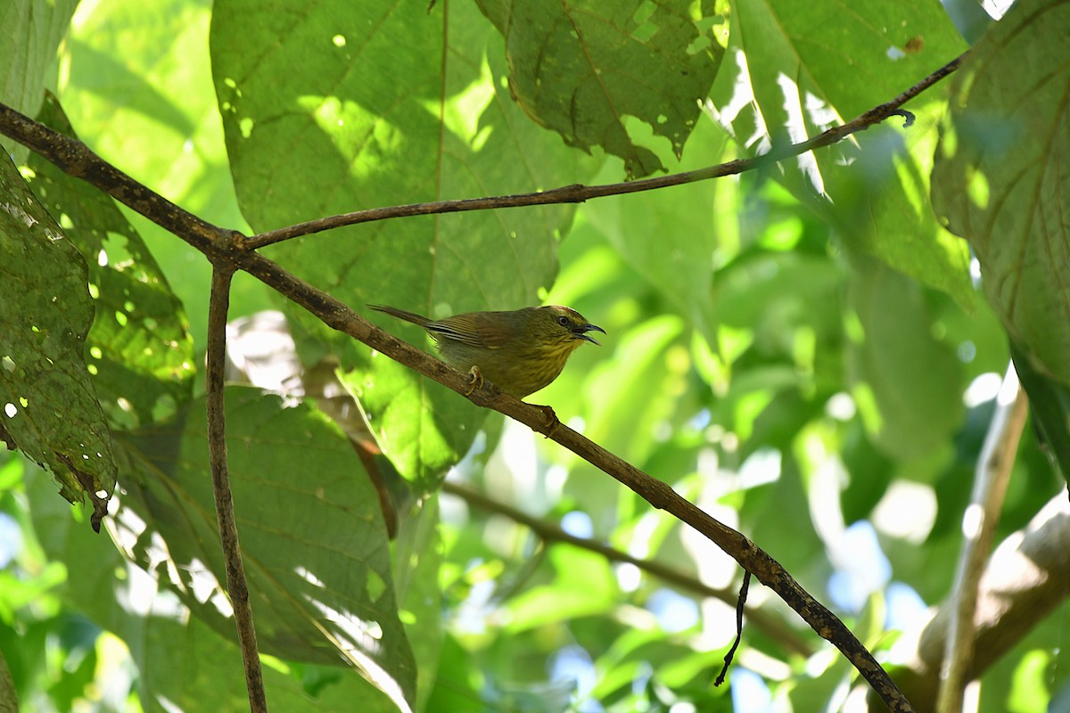 smalstripemeistimal - ML646189350