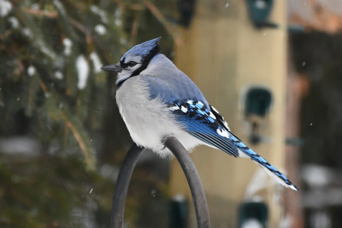 Blue Jay - ML646189351