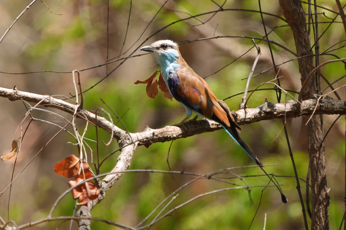 Racket-tailed Roller - ML646189353