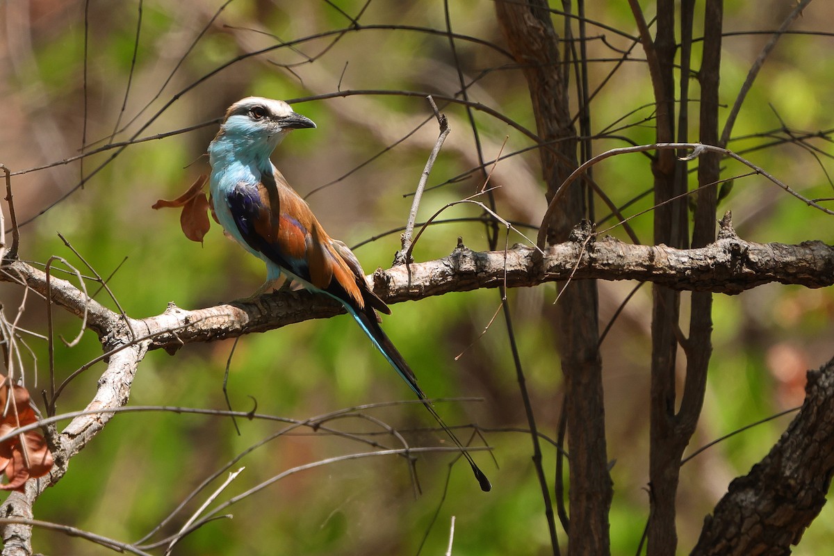 Racket-tailed Roller - ML646189354