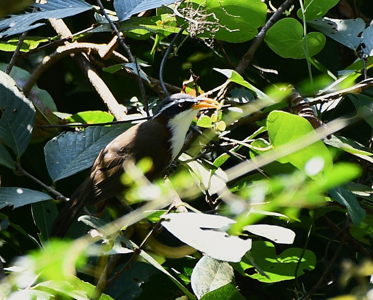White-browed Scimitar-Babbler - ML646189355