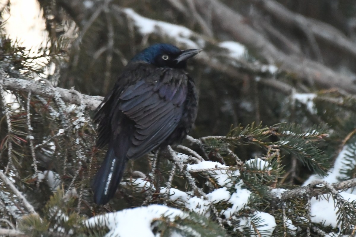 Common Grackle - ML646189356