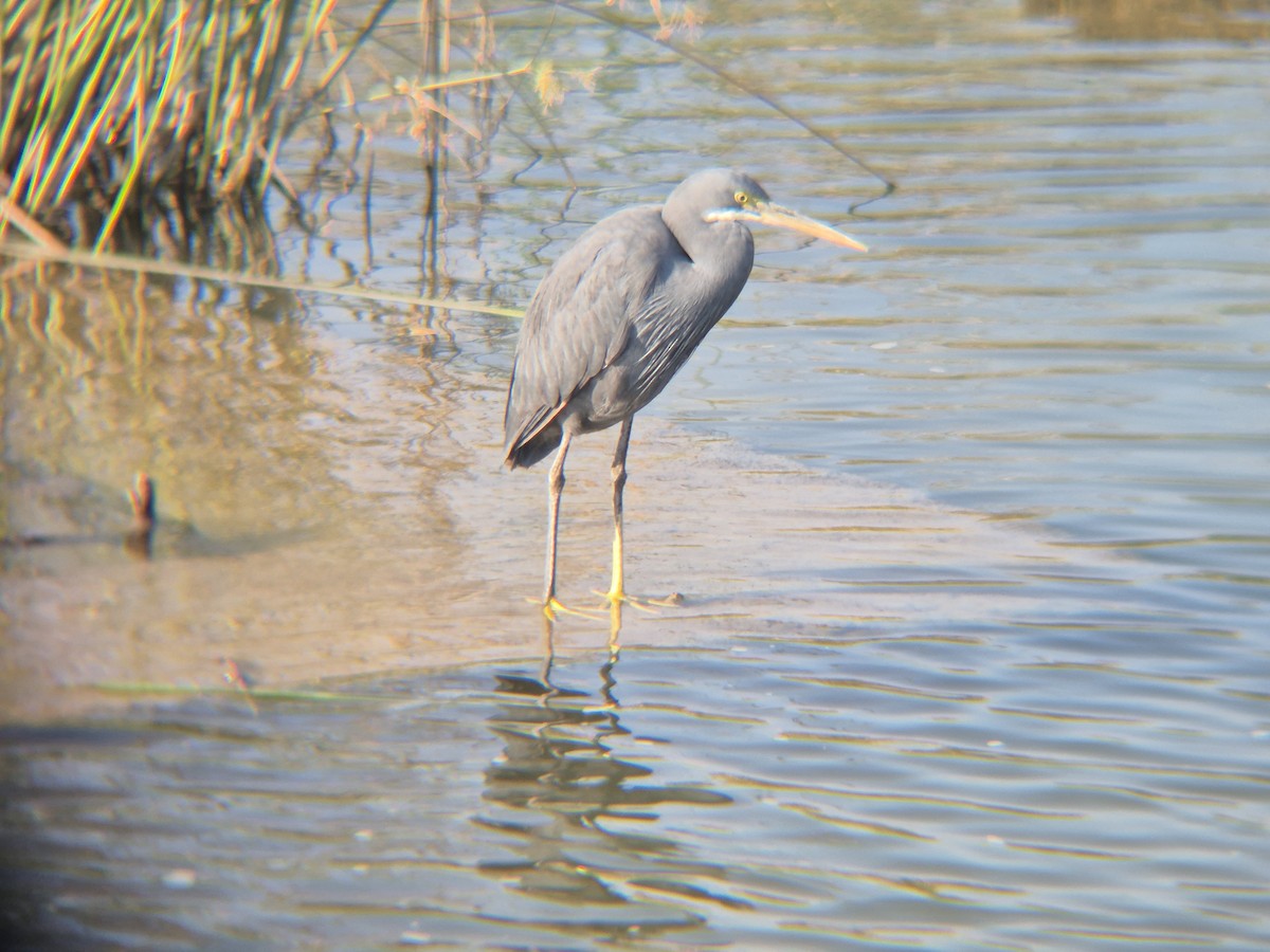 Western Reef-Heron - ML646189357