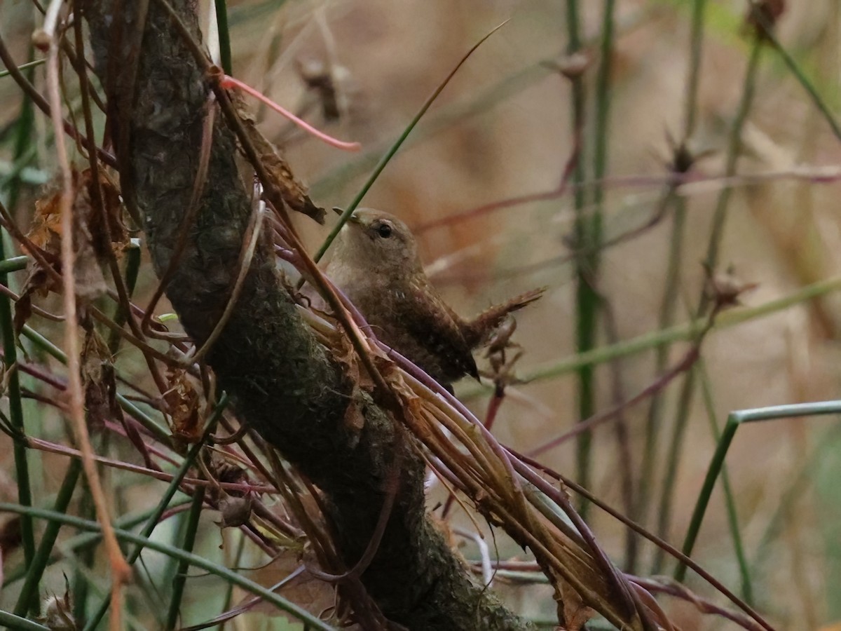 Winter Wren - ML646189367