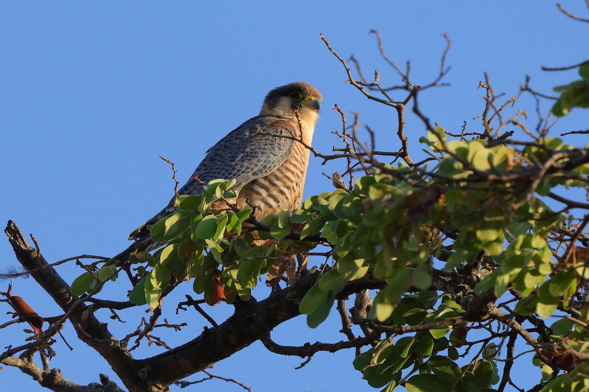 Red-necked Falcon - ML646189368