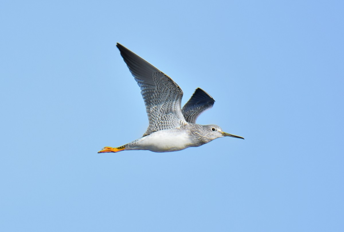 Greater Yellowlegs - ML646189370