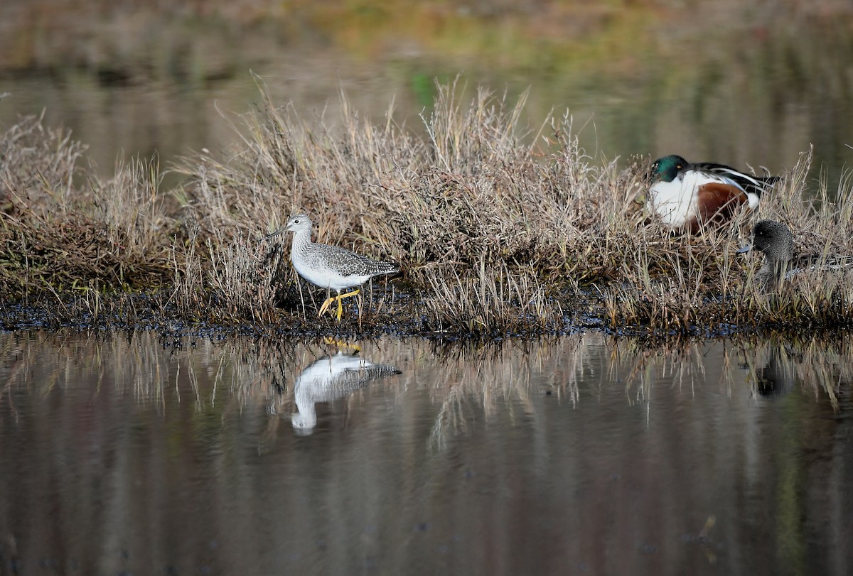 Greater Yellowlegs - ML646189371