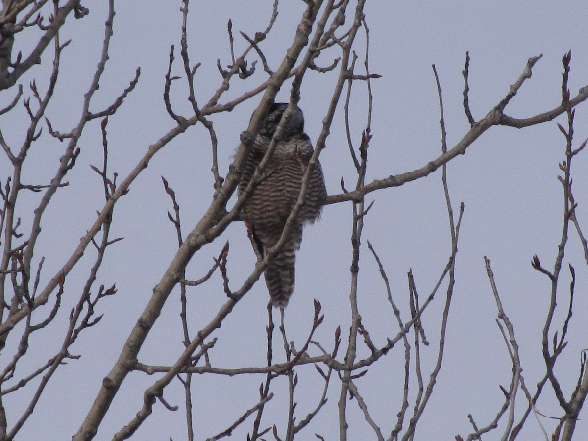 Northern Hawk Owl - ML646189378