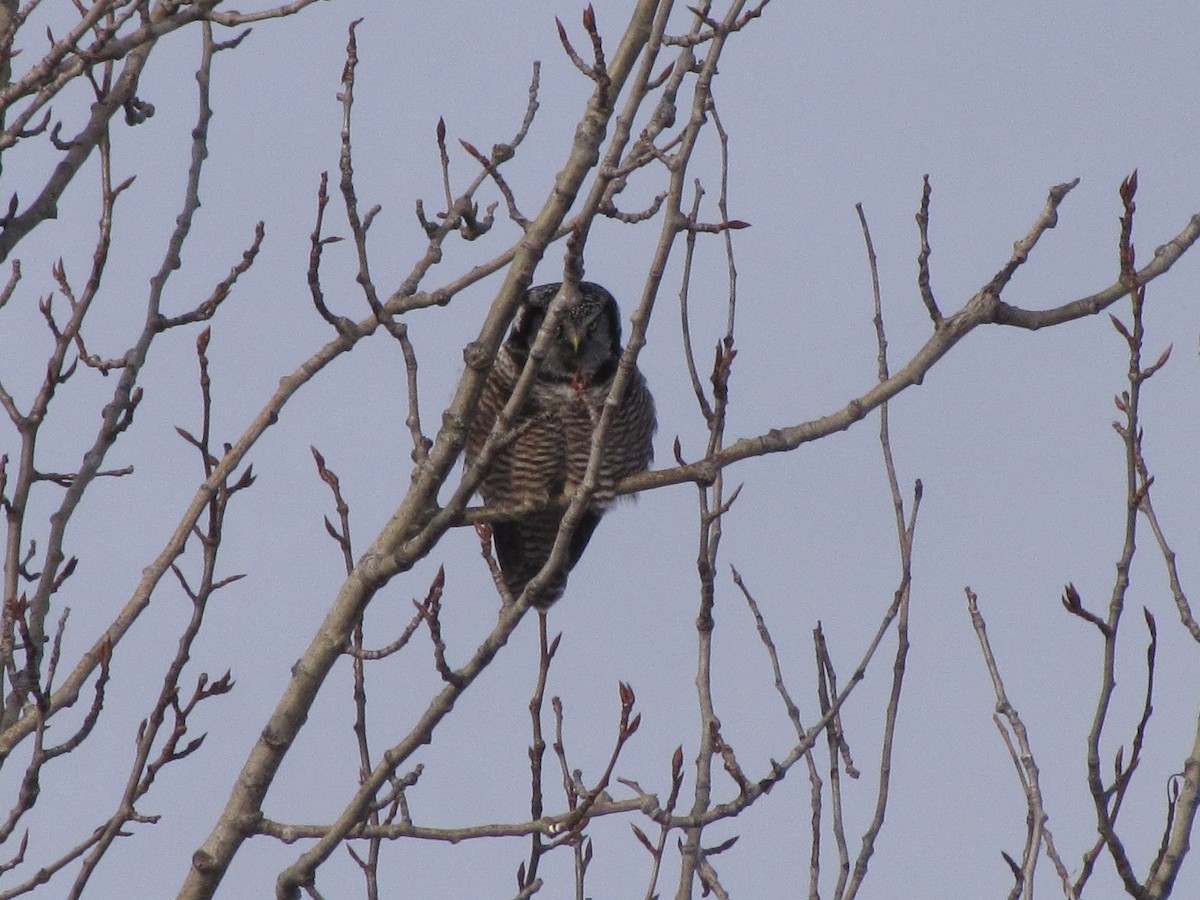 Northern Hawk Owl - ML646189379