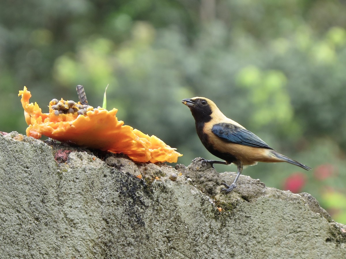 Burnished-buff Tanager - ML646189382