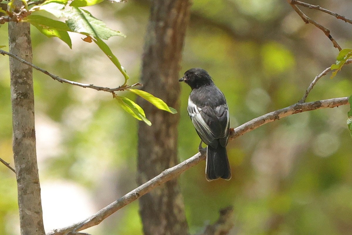 White-bellied Tit - ML646189383