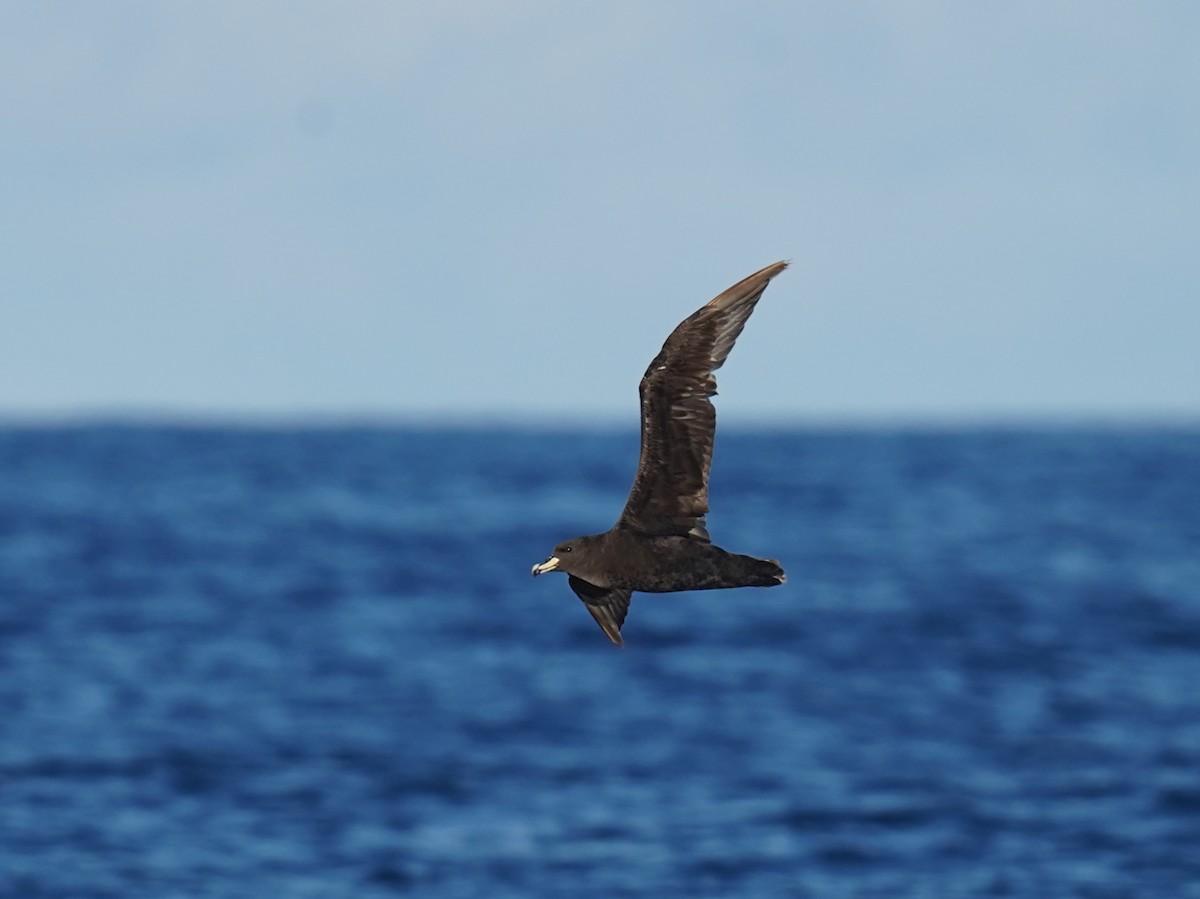 Westland Petrel - ML646189385