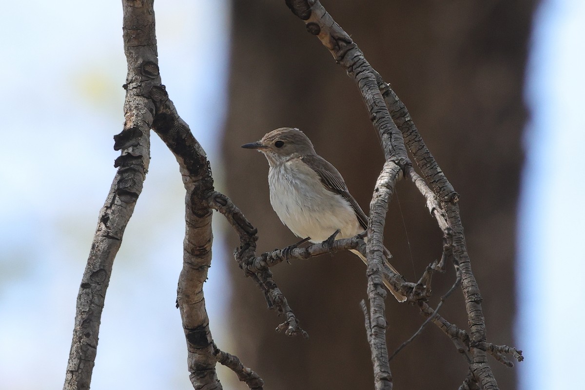 Spotted Flycatcher - ML646189388