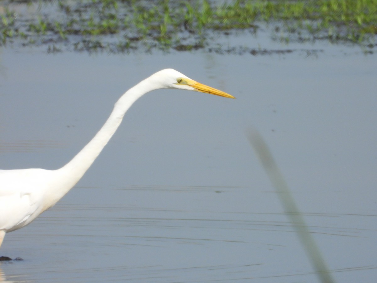 Цасч дэглий - ML646189389