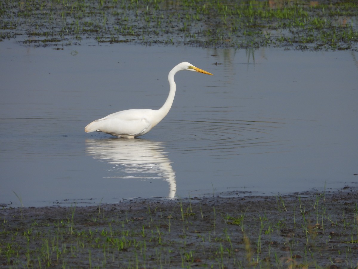 Цасч дэглий - ML646189390