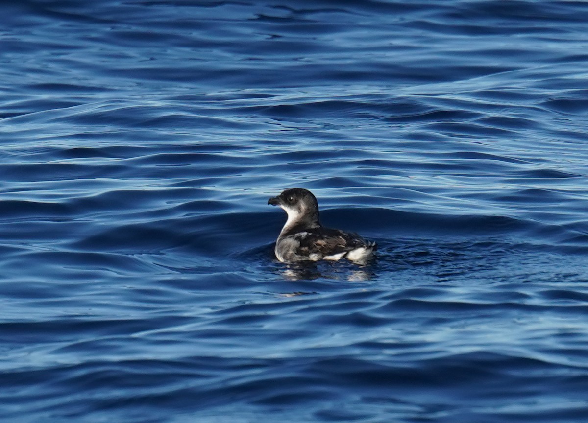 Peruvian Diving-Petrel - ML646189391