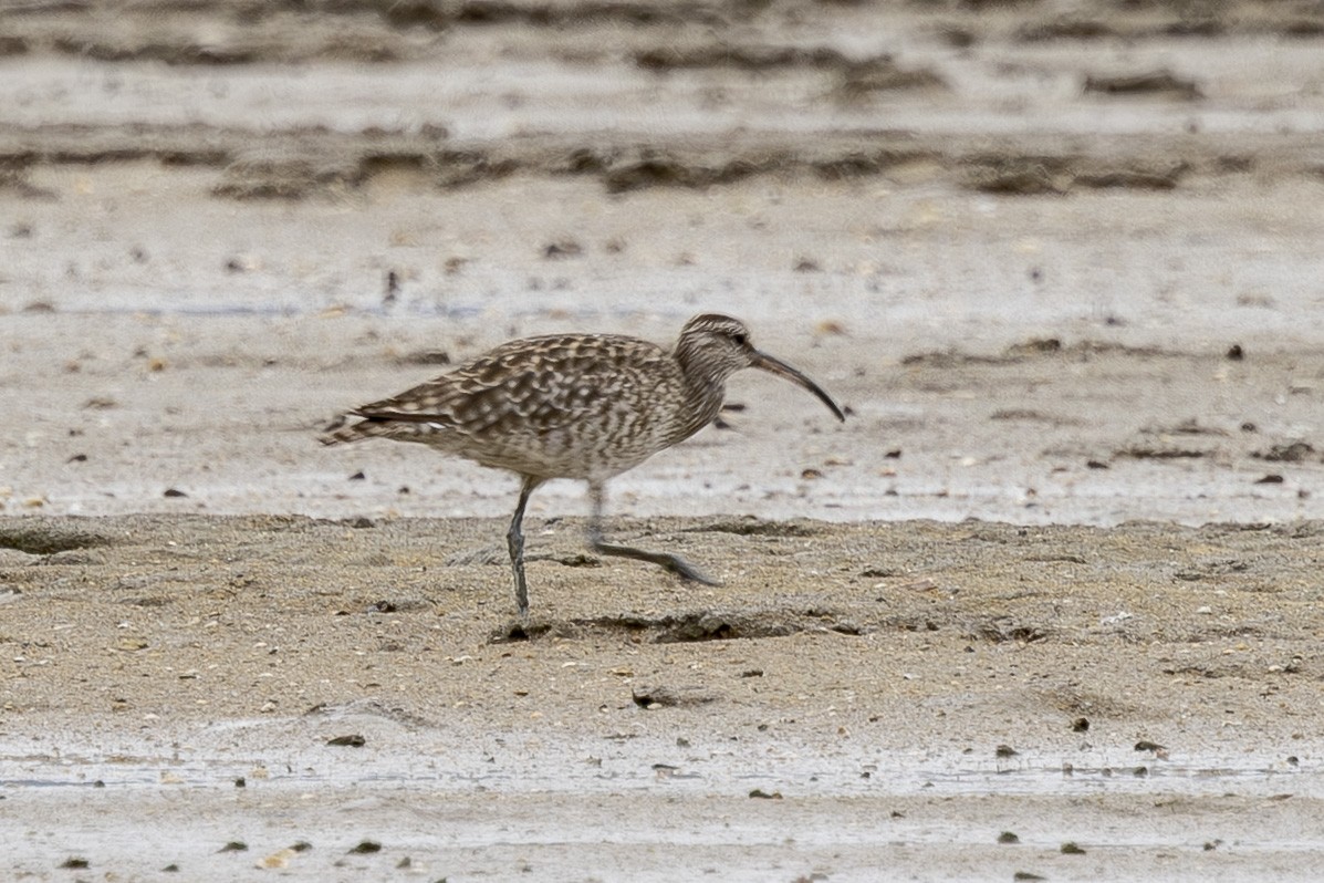 Eurasian Whimbrel - ML646189392
