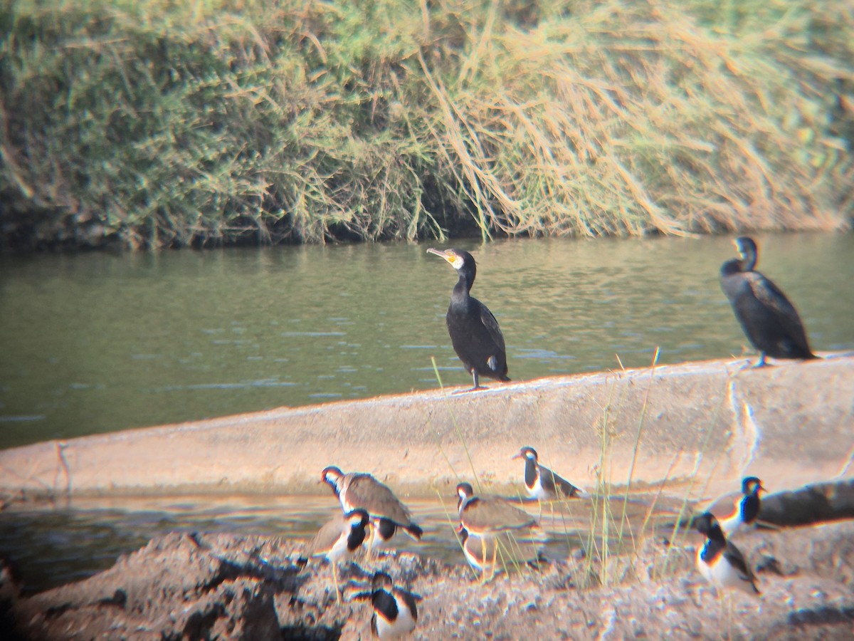 Great Cormorant - ML646189393