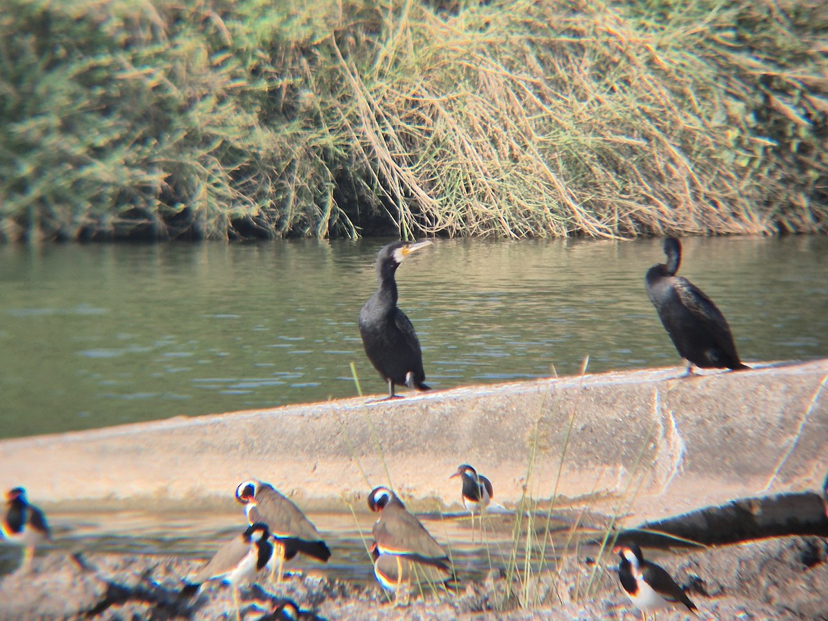 Great Cormorant - ML646189394