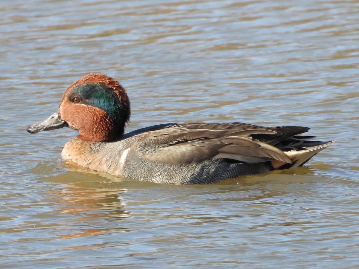 Green-winged Teal - ML646189396