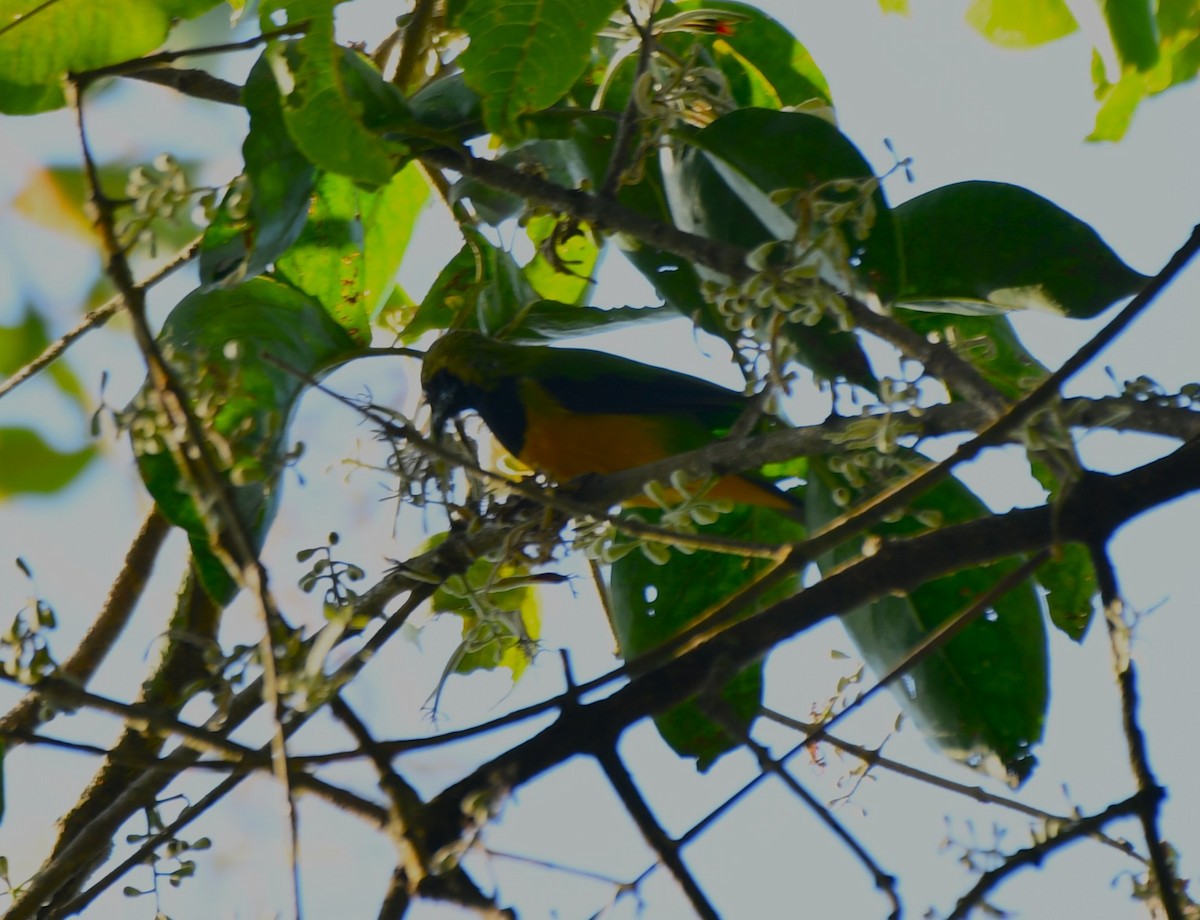 Orange-bellied Leafbird - ML646189397