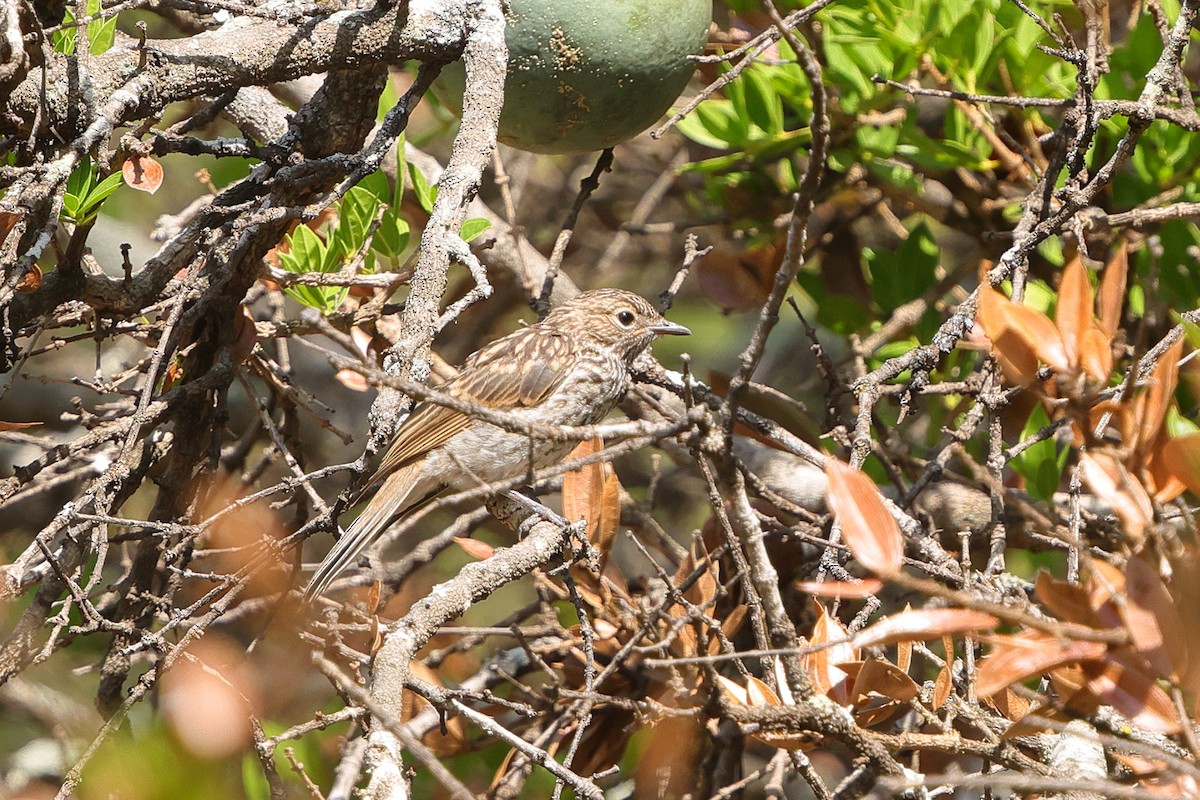 Pale Flycatcher - ML646189402