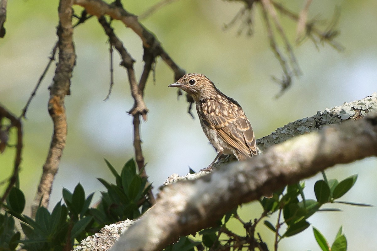 Pale Flycatcher - ML646189403