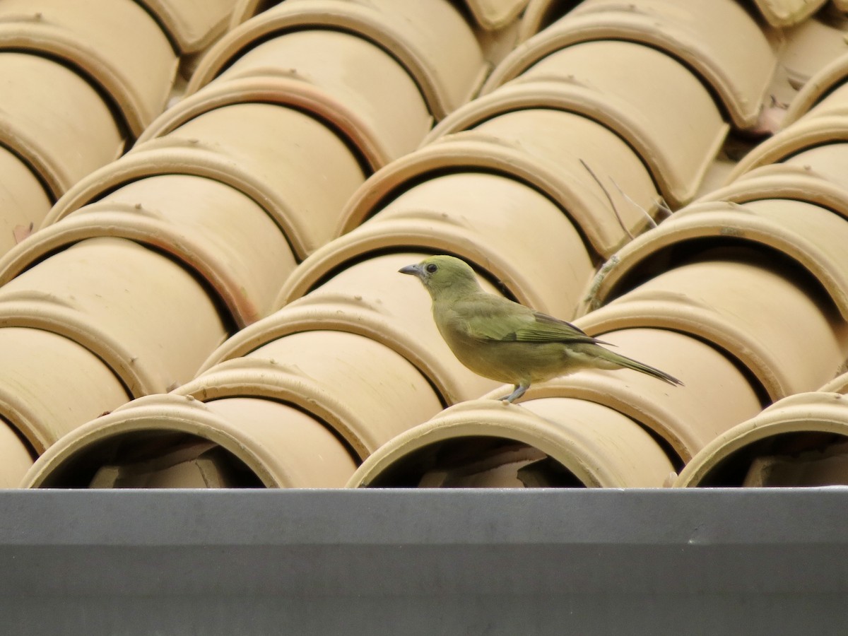 Palm Tanager - ML646189405