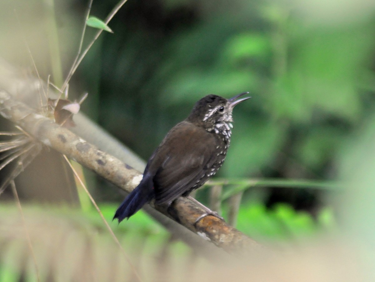 Sharp-tailed Streamcreeper - ML646189407