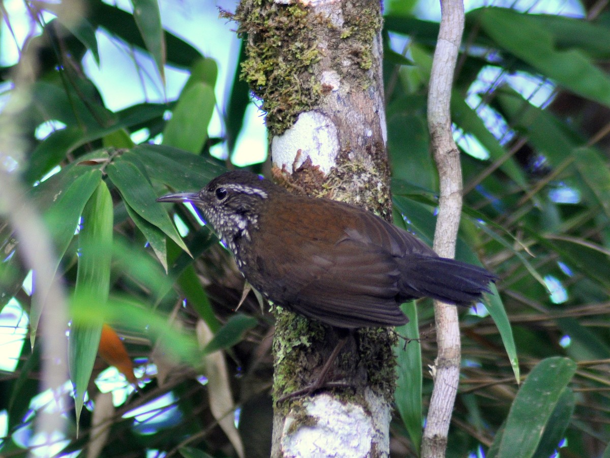 Sharp-tailed Streamcreeper - ML646189408