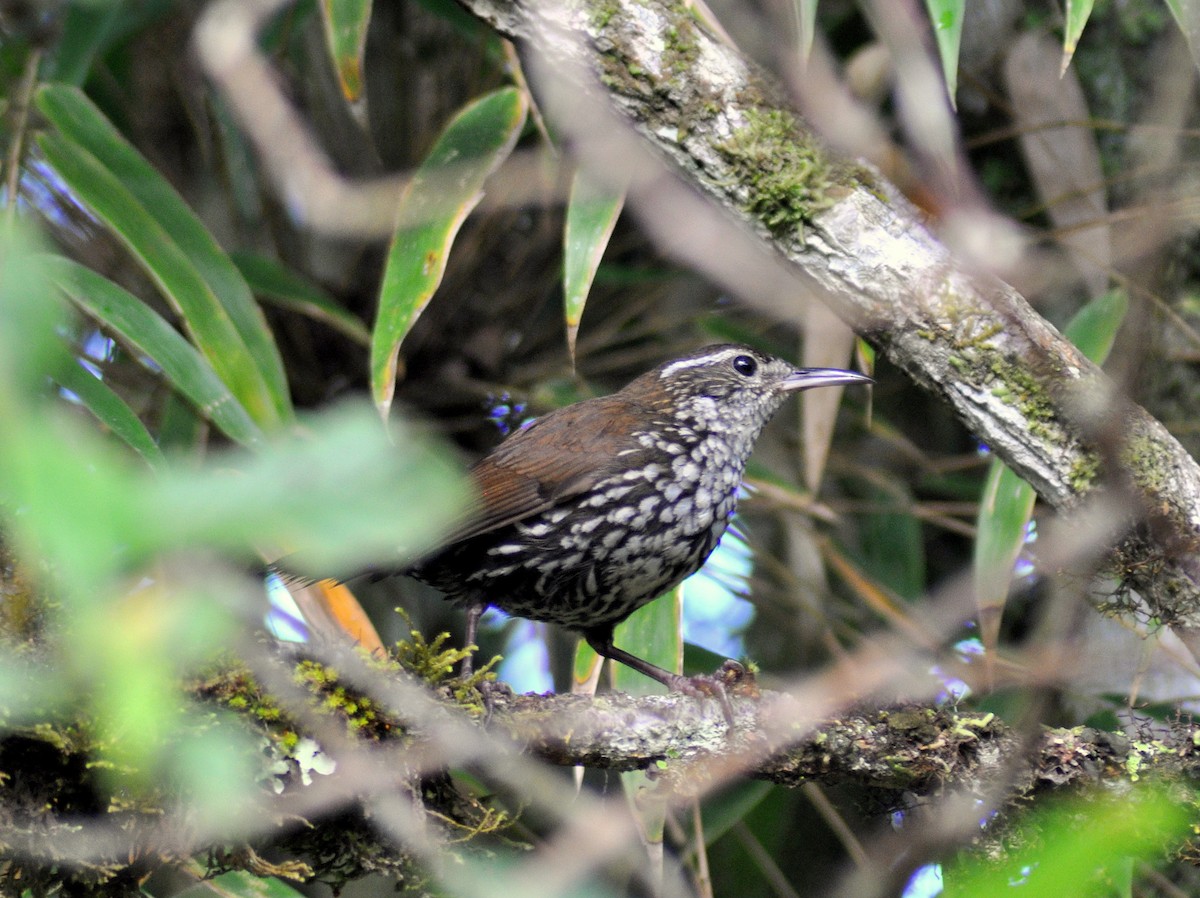 Sharp-tailed Streamcreeper - ML646189409
