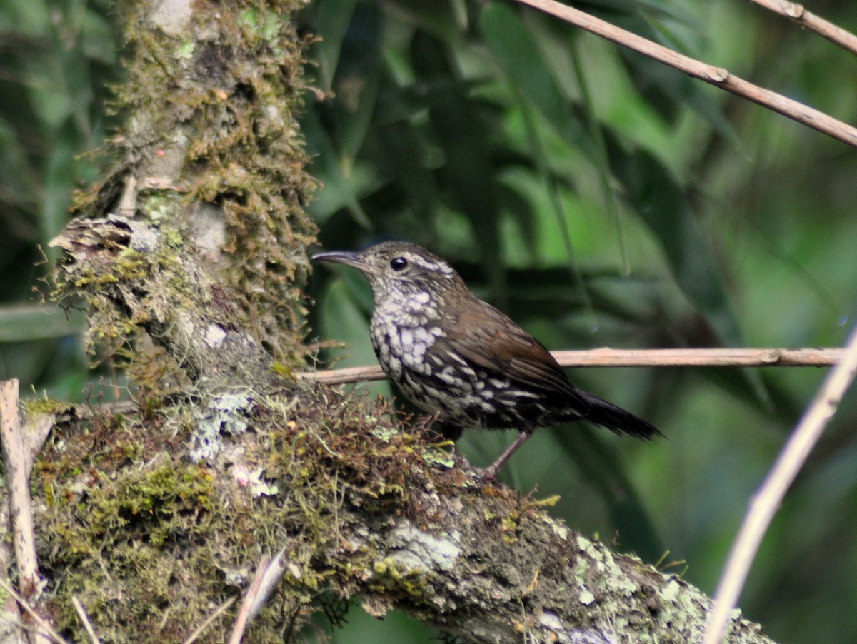 Sharp-tailed Streamcreeper - ML646189410