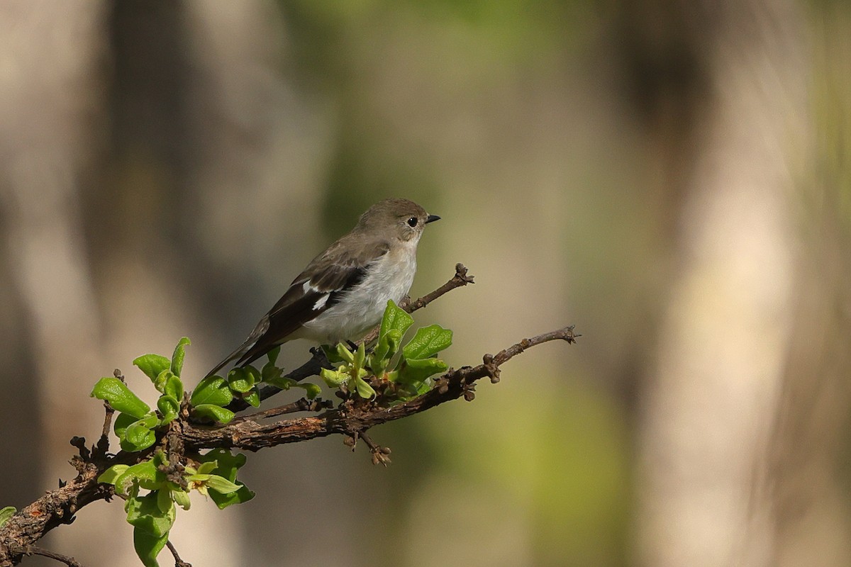 Semicollared Flycatcher - ML646189413