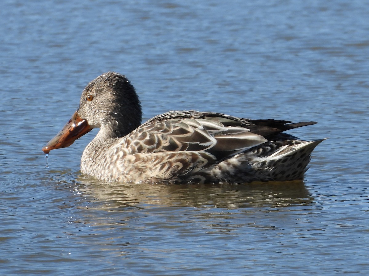 Northern Shoveler - ML646189417