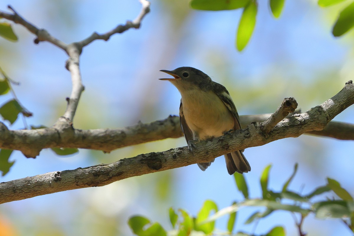Yellow-bellied Hyliota - ML646189423