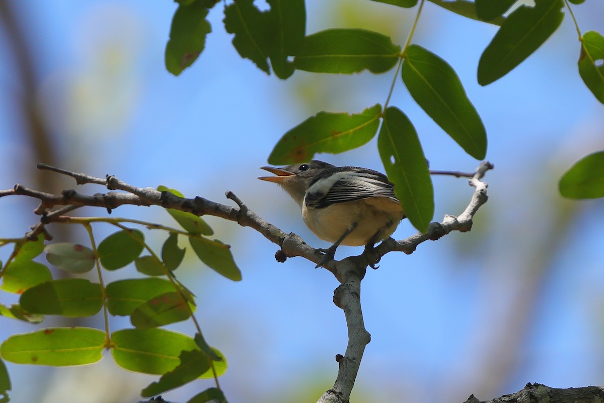 Yellow-bellied Hyliota - ML646189424