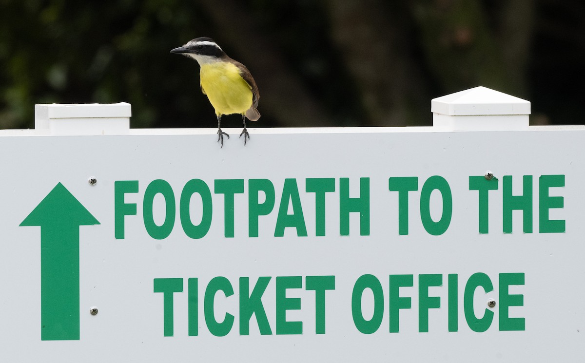 Great Kiskadee - ML646189426