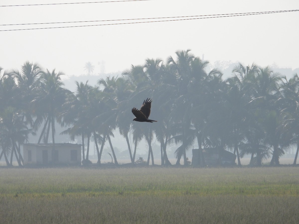 Намгийн хулд - ML646189427