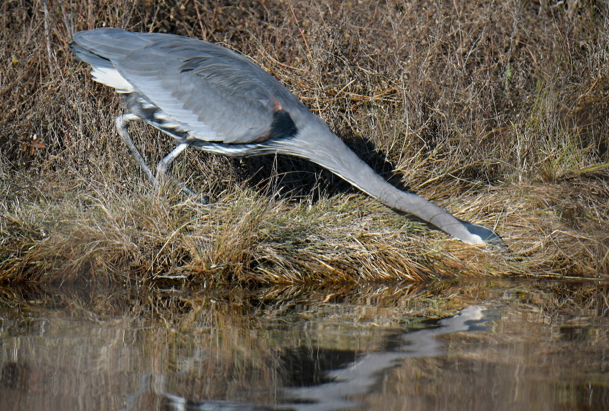 Great Blue Heron - ML646189432