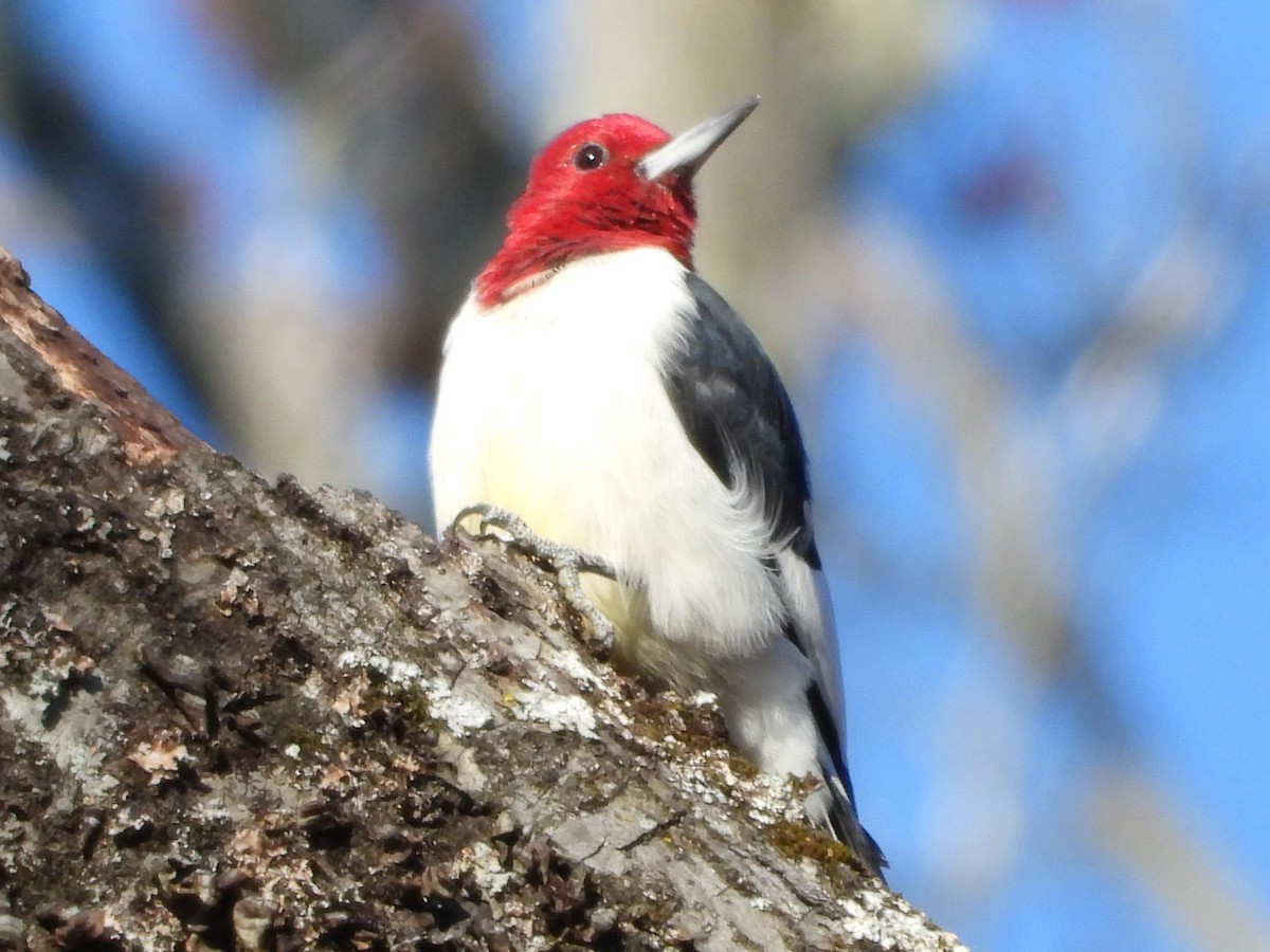 Red-headed Woodpecker - ML646189436