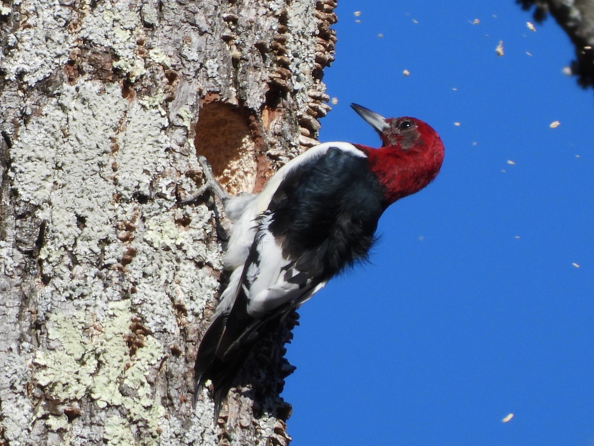 Red-headed Woodpecker - ML646189437