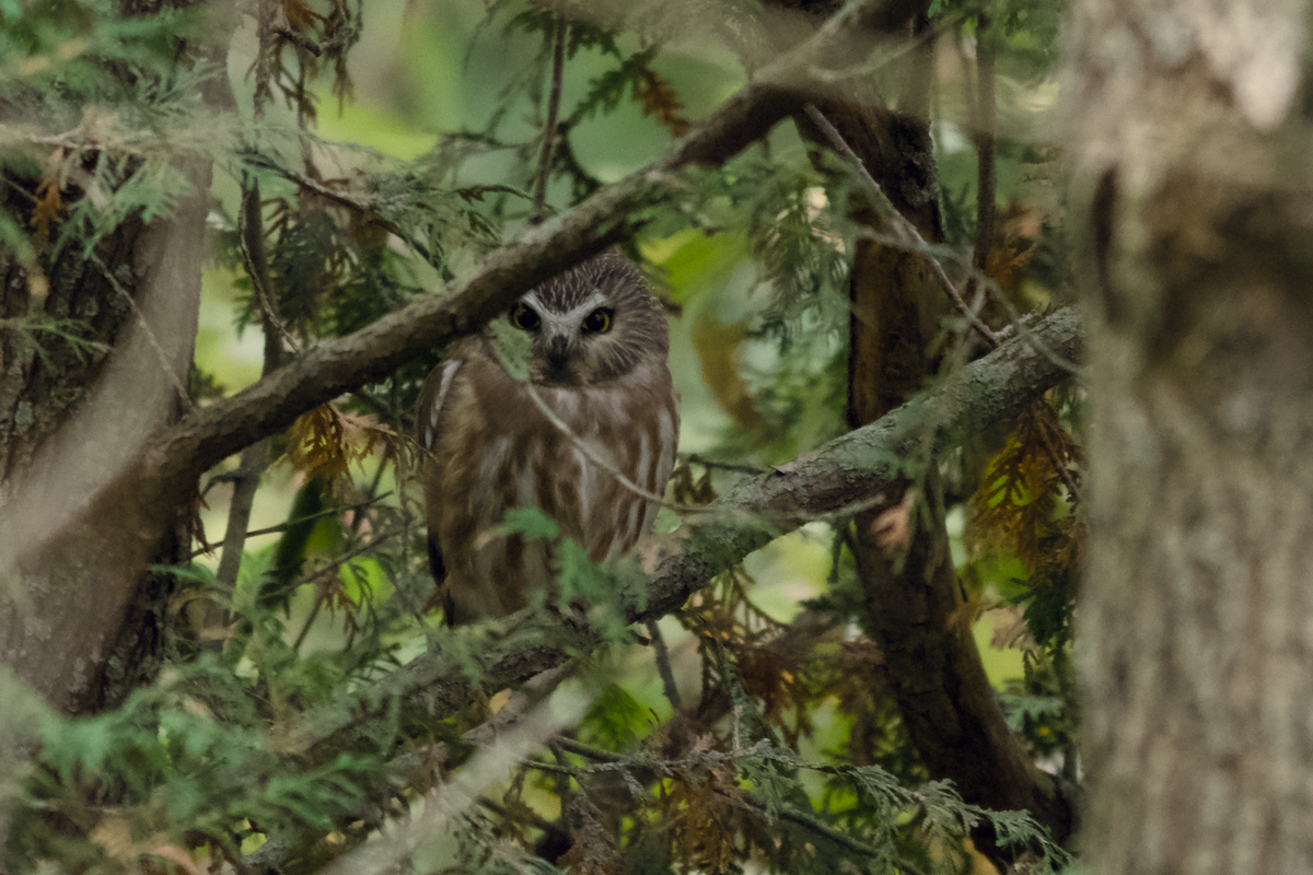 Northern Saw-whet Owl - ML646189446