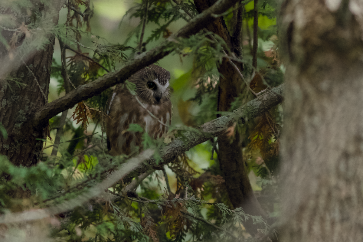 Northern Saw-whet Owl - ML646189447