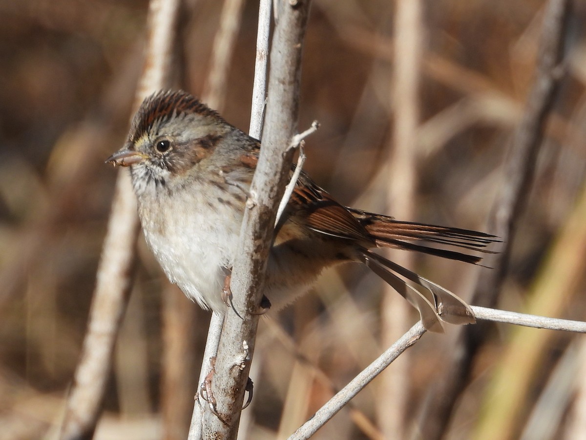 Swamp Sparrow - ML646189448