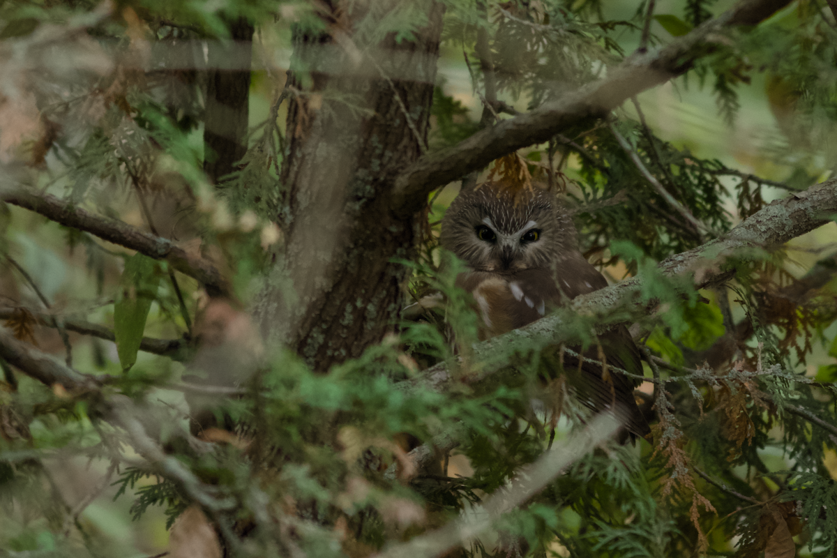 Northern Saw-whet Owl - ML646189453