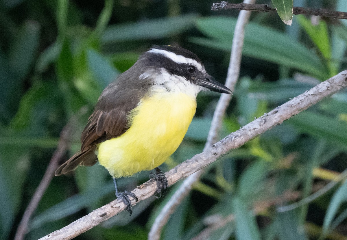 Great Kiskadee - ML646189455