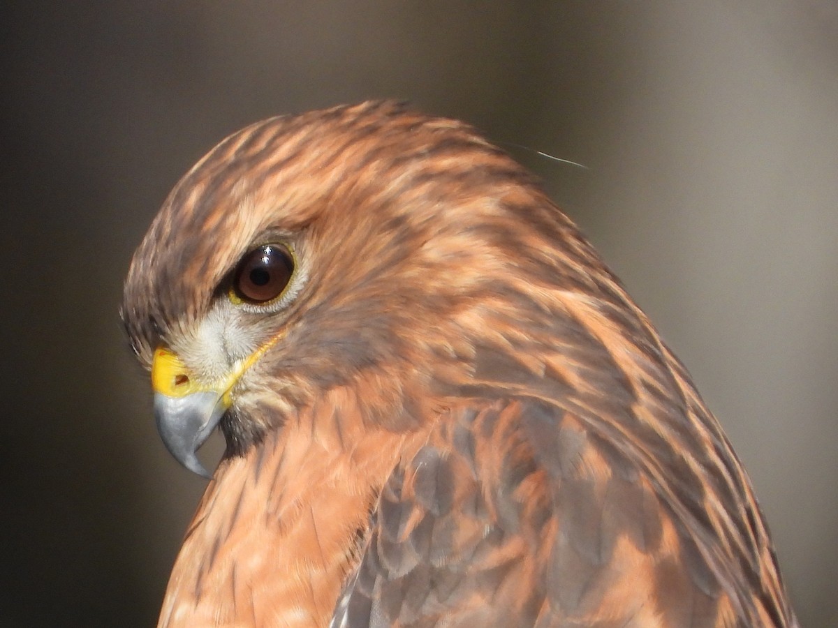 Red-shouldered Hawk - ML646189459