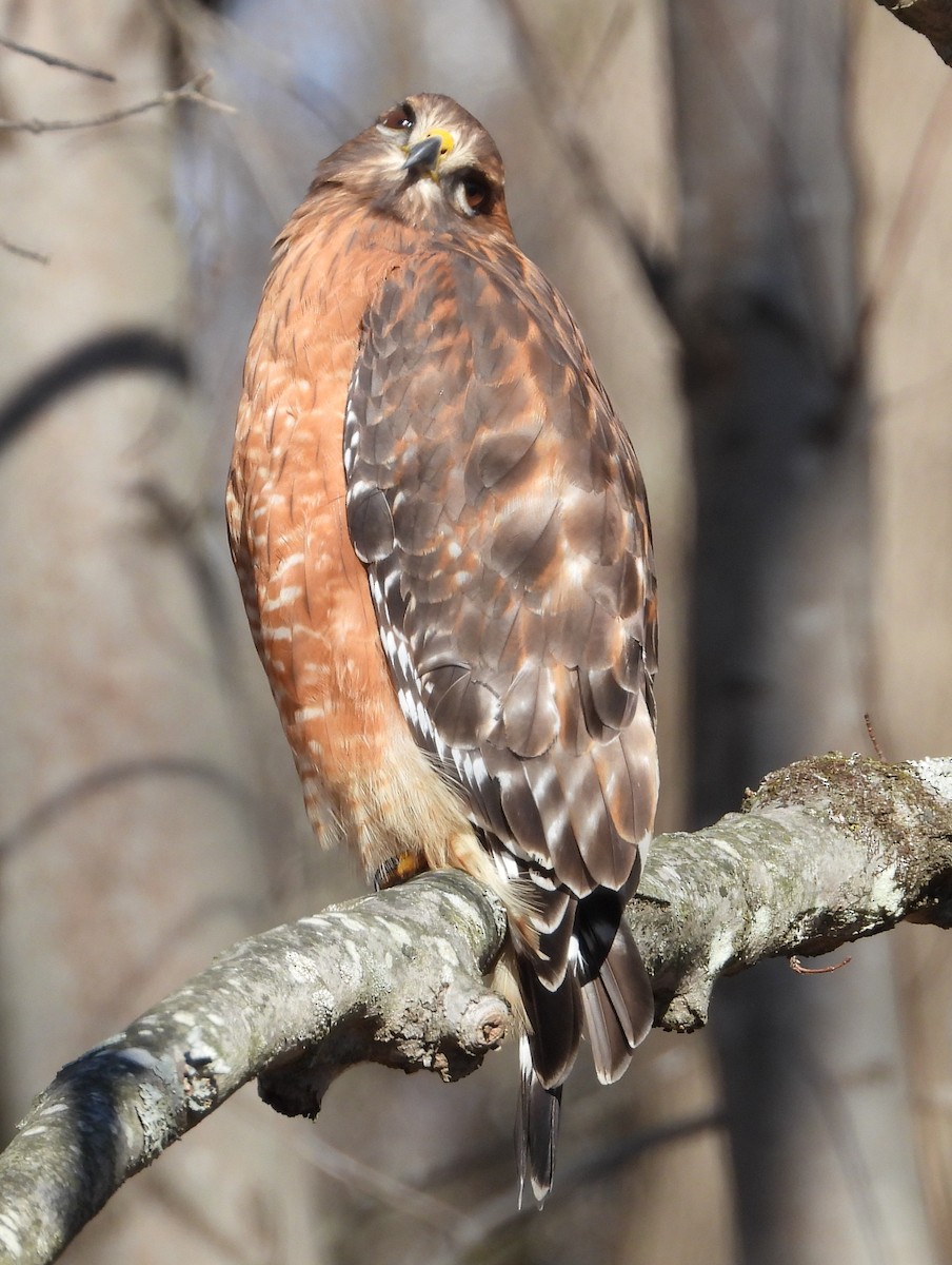 Red-shouldered Hawk - ML646189460