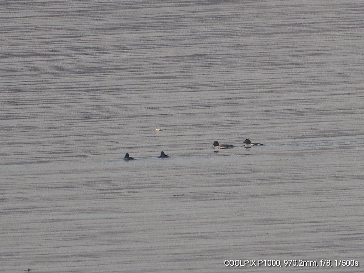 Common Goldeneye - ML646189461